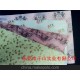 供應(yīng)拷貝紙、彩色拷貝紙、印刷拷貝紙
